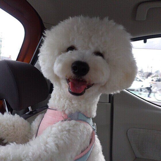 ビション・フリーゼのぽて丸くん