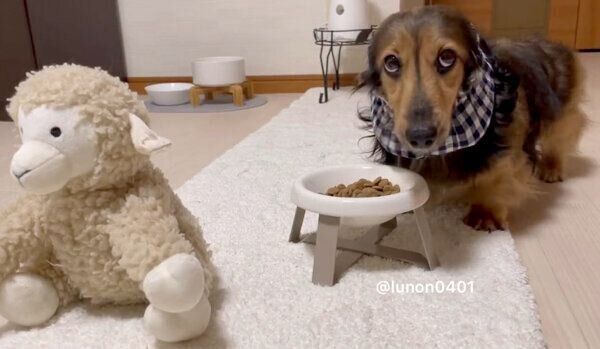 「ひつじさん」と一緒にごはんを食べたいるのんくん