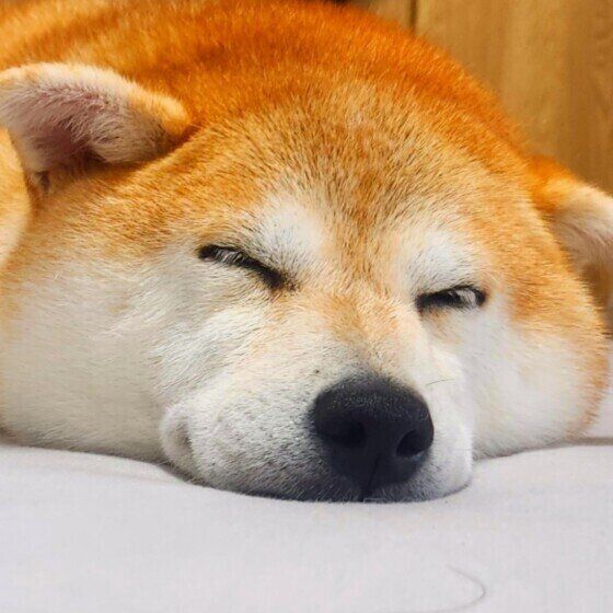 犬が冬によく寝るってホント？ 冬に犬の睡眠時間が増える理由 いぬのきもち