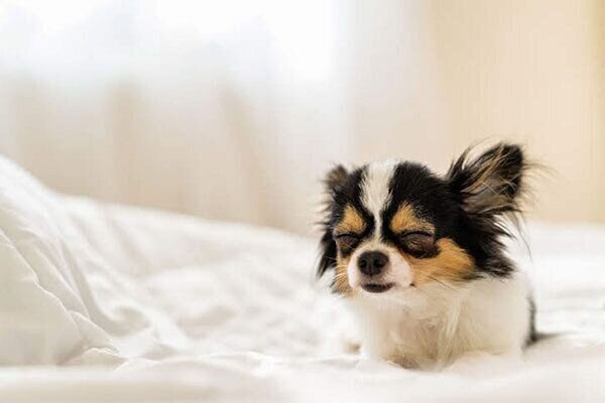 小型犬が 震える ときに考えられることは 緊張 怯えだけじゃない 心配な理由 獣医師解説 いぬのきもちweb Magazine 小型犬が 震える ときに考えられることは 緊張 怯えだけじゃない 心配な理由 獣医師解説 いぬのきもちweb Magazine