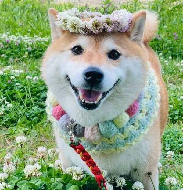 笑顔のハナちゃん