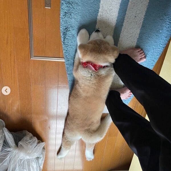 キッチンにいる飼い主さんの足にくっつくらいちゃん