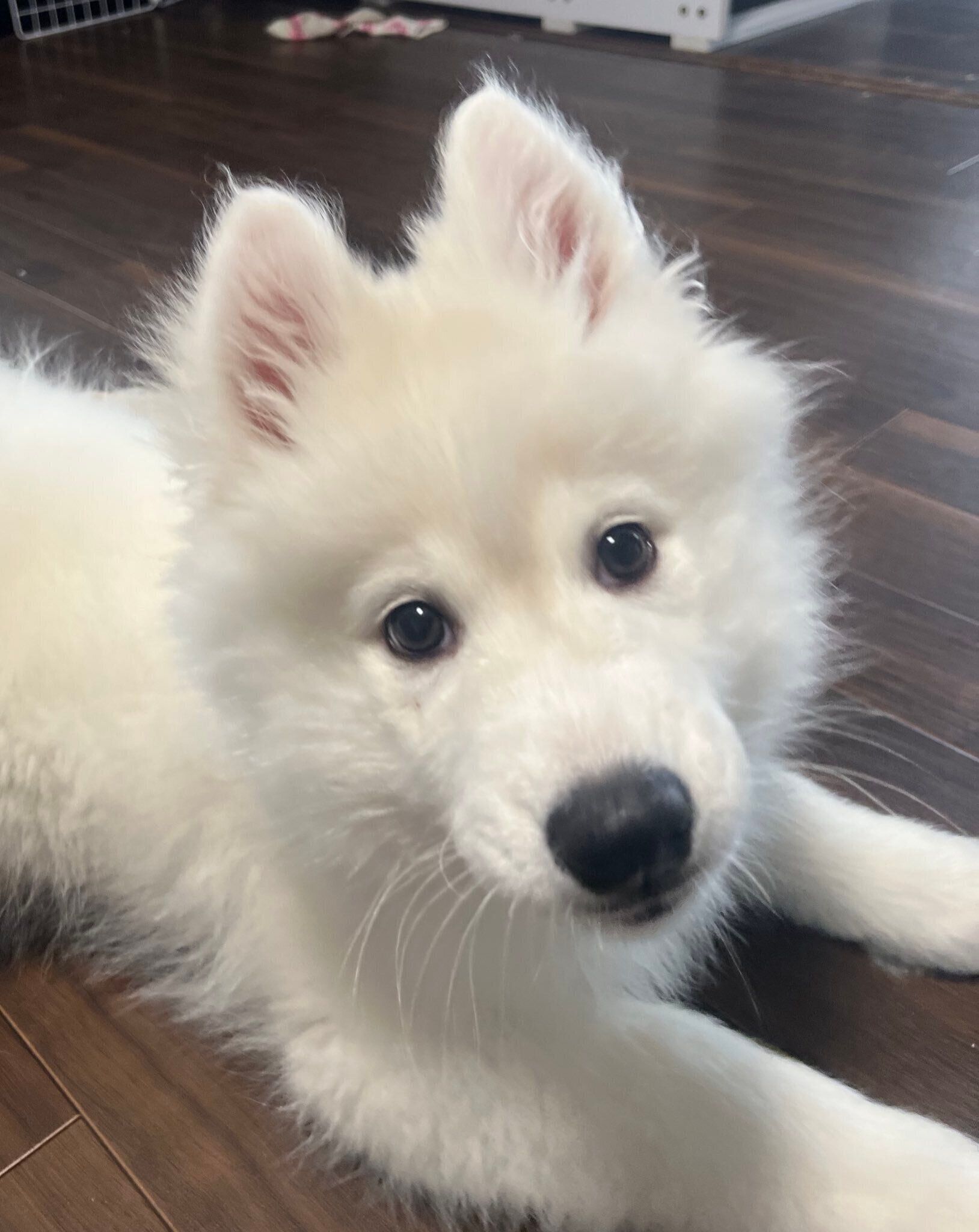 生後4カ月半のサモエド