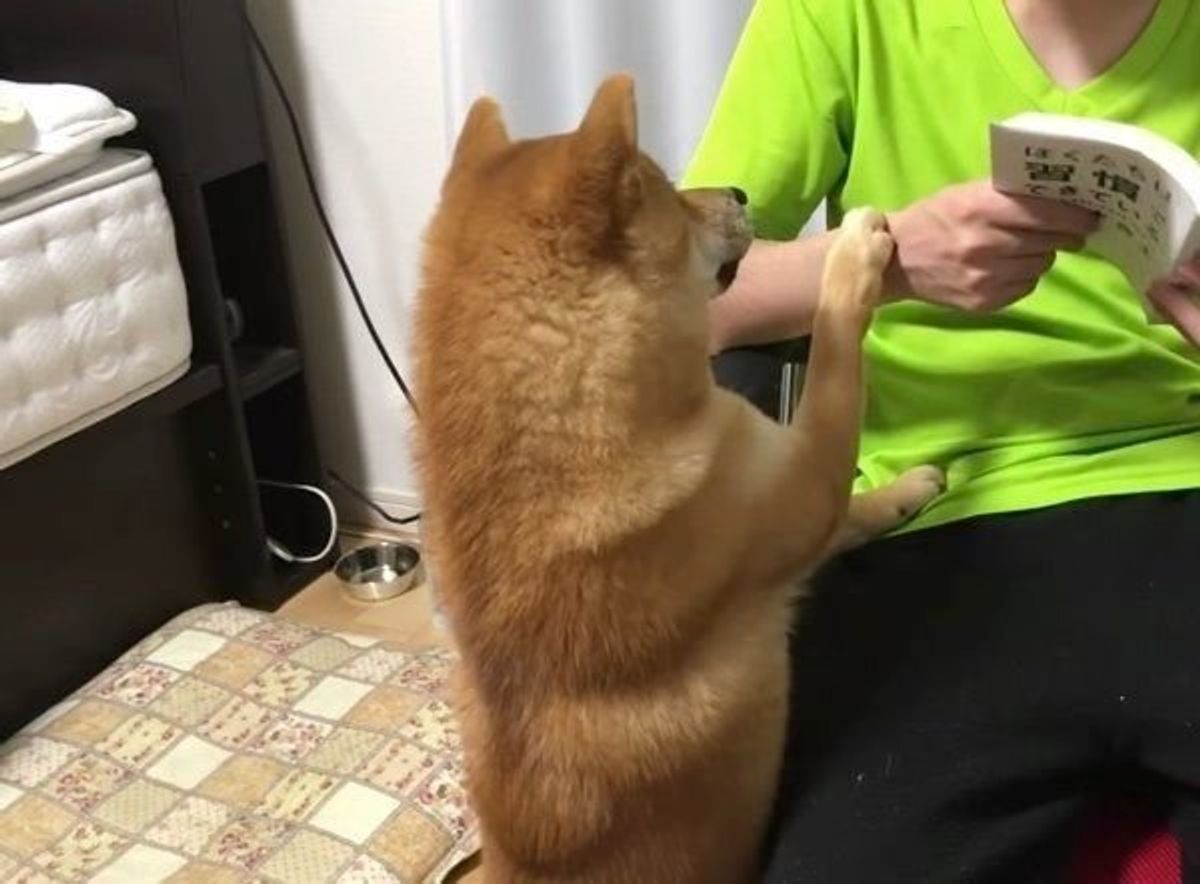 かまってアピールがスゴイ柴犬 かまおうとすると まさかの反応 が いぬのきもちweb Magazine かまってアピールがスゴイ柴犬 かまおうとすると まさかの反応 が いぬのきもちweb Magazine