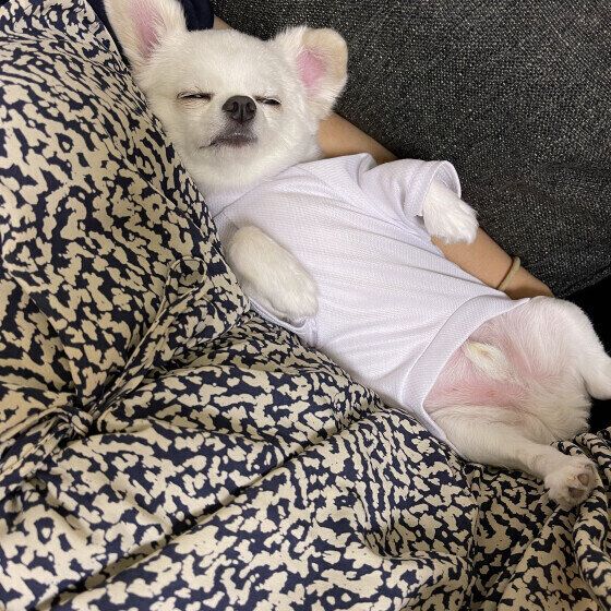 チワワのぽんずくん