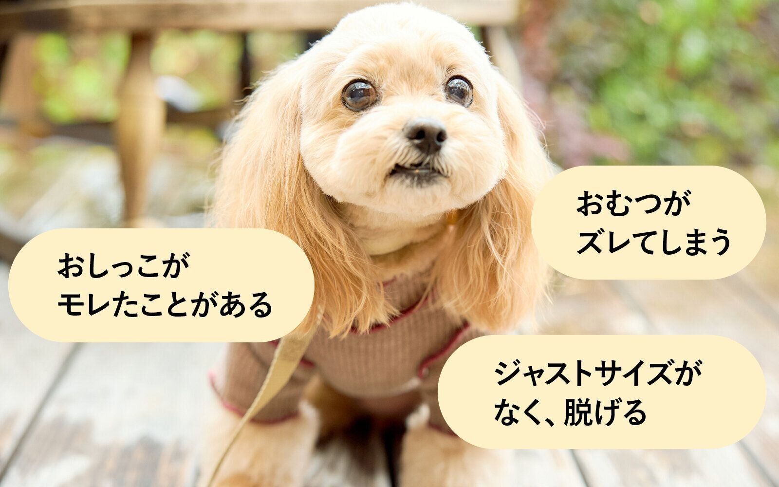 犬のおむつ 不満