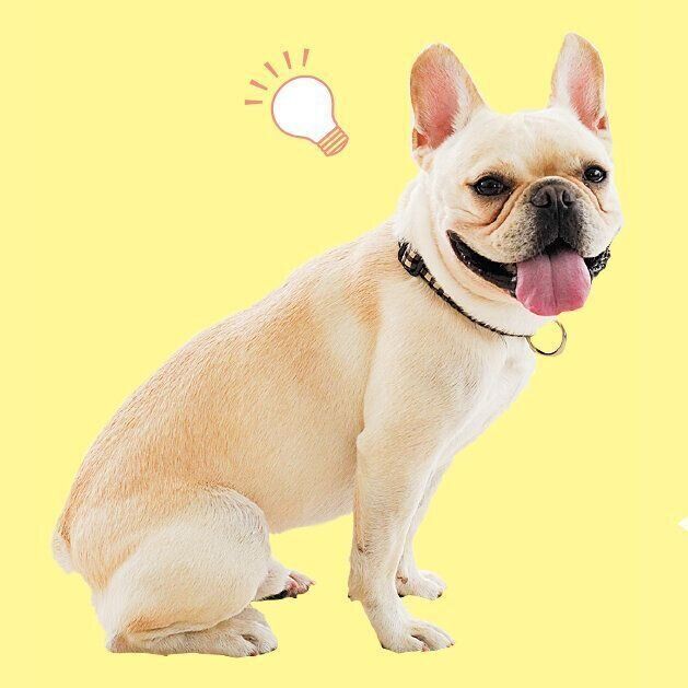 いい経験を伴うと言葉を覚えやすい！