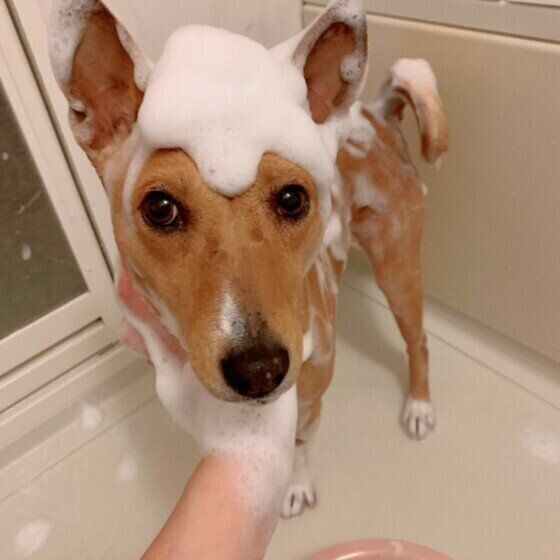 バセンジーの特徴と性格 飼い方 価格相場など 犬図鑑 いぬのきもちweb Magazine