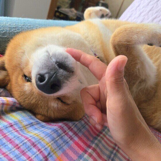 柴　へそ天