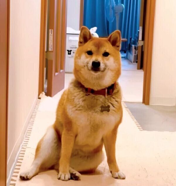 見つめる小春ちゃん