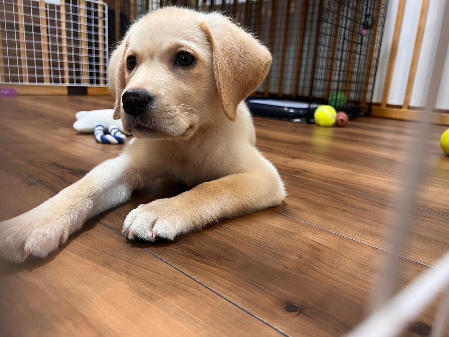 生後3カ月のテリーくん　ちいさくてかわいらしい