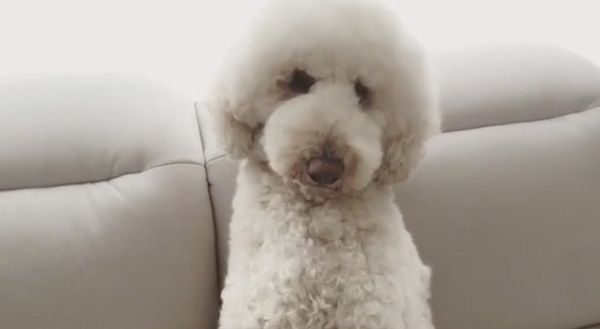 座り方が独特なスタンダードプードル