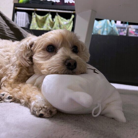 あごのせ大好きなもかちゃん