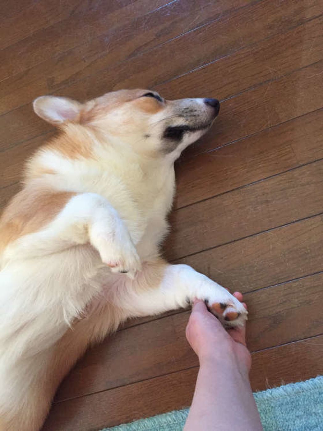 犬が足を引きずる カクっとなる ナックリング とは いぬのきもちweb Magazine 犬が足を引きずる カクっとなる ナックリング とは いぬのきもちweb Magazine