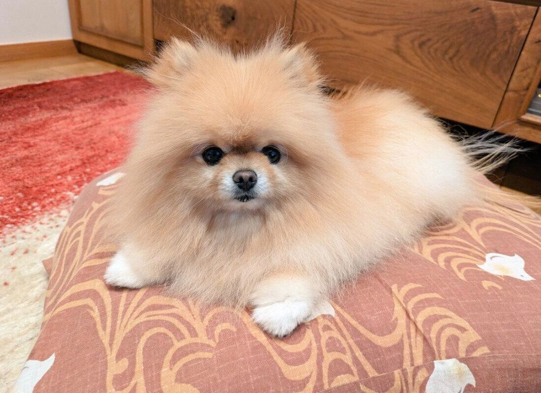 くつろぐぽぽちちゃん