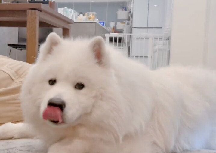 立ち上がろうとするボンドくん