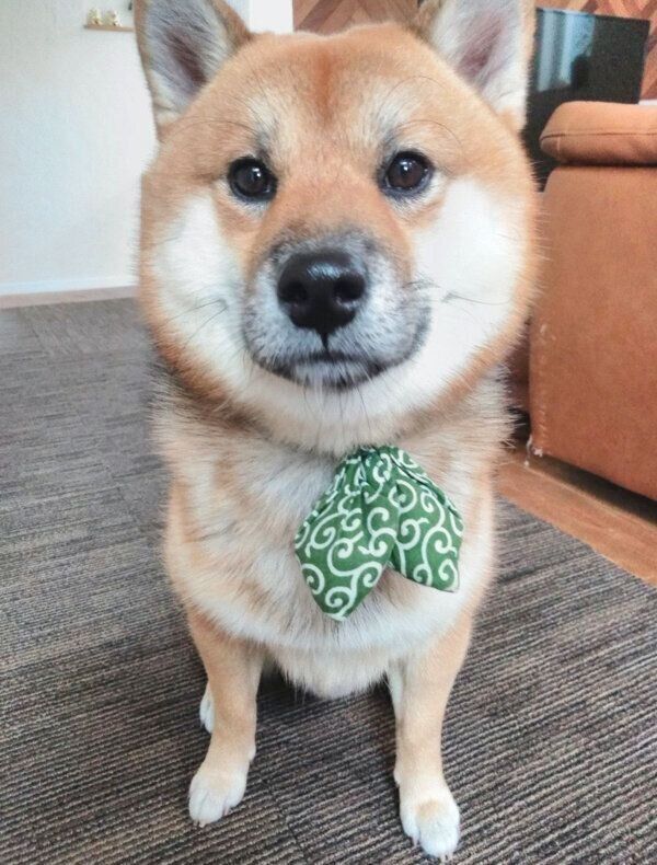 見つめるおにぎりくん