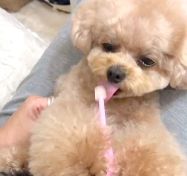 歯磨きをするトイ・プードル