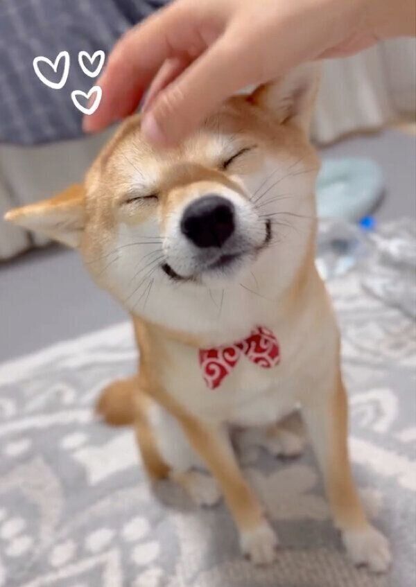 ナデナデしてもらうモモちゃん