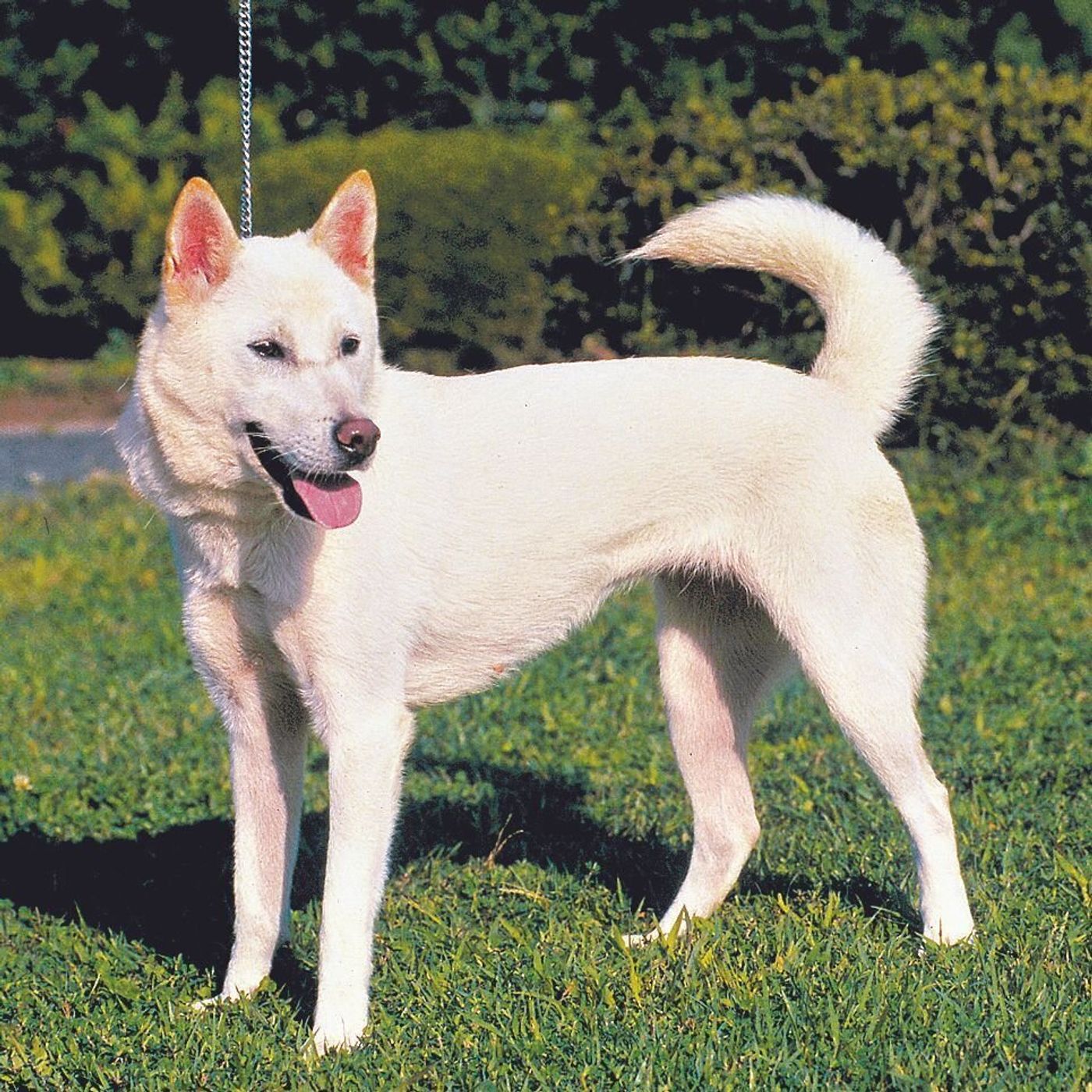 北海道犬 甲斐犬 四国犬 琉球犬 日本犬の魅力に触れよう いぬのきもちweb Magazine 北海道犬 甲斐犬 四国犬 琉球犬 日本犬の魅力に触れよう いぬのきもちweb Magazine