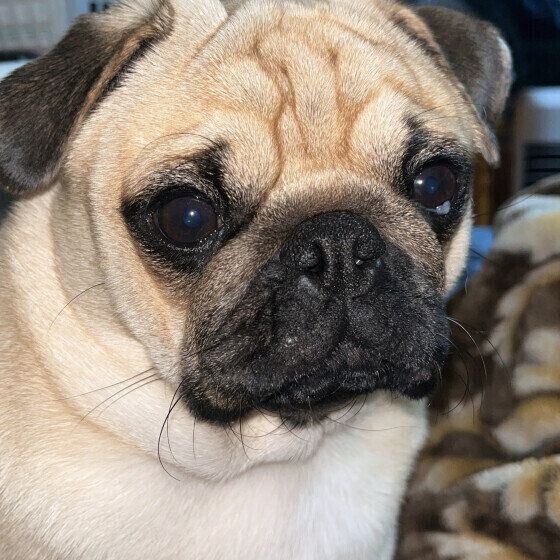 犬の去勢手術・避妊手術の術後に気をつけたいことを獣医師に聞いた いぬのきもち