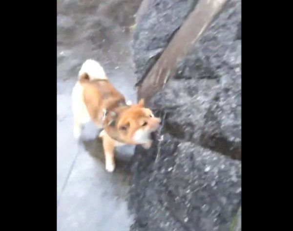 雨にテンションMAXになるおにぎりちゃん