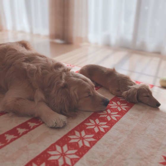 ゴールデン・レトリーバーのちょび太くんたち