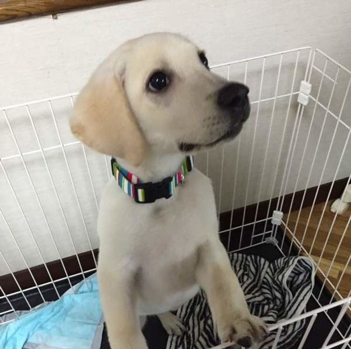 愛犬が室内でしつこく吠える時に 犬が飼い主に伝えたいコト いぬのきもちweb Magazine 愛犬が室内でしつこく吠える時に 犬が飼い主に伝えたいコト いぬのきもちweb Magazine