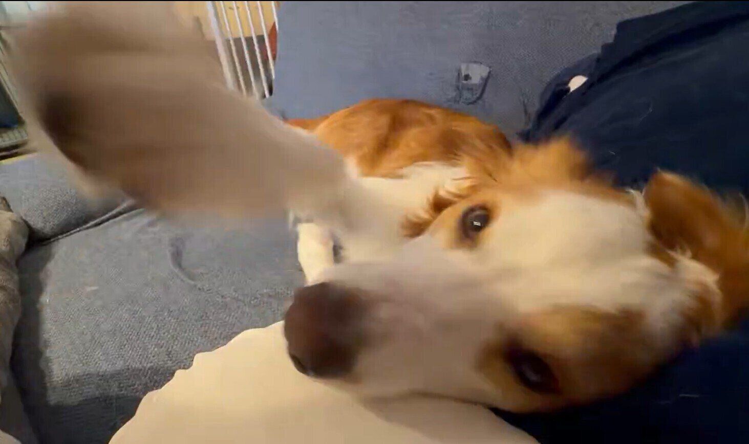 飼い主さんがなでるのをやめるとパンチが！