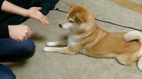 チーズが欲しい柴犬