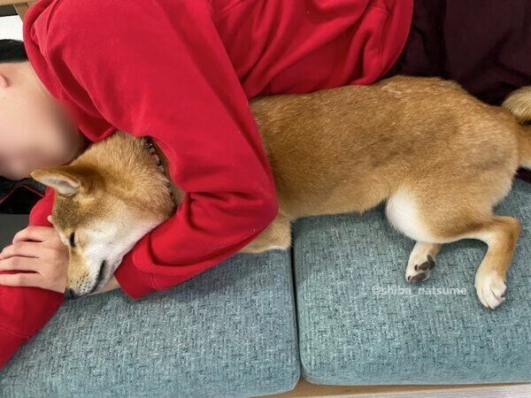 お昼寝中のなつめちゃん