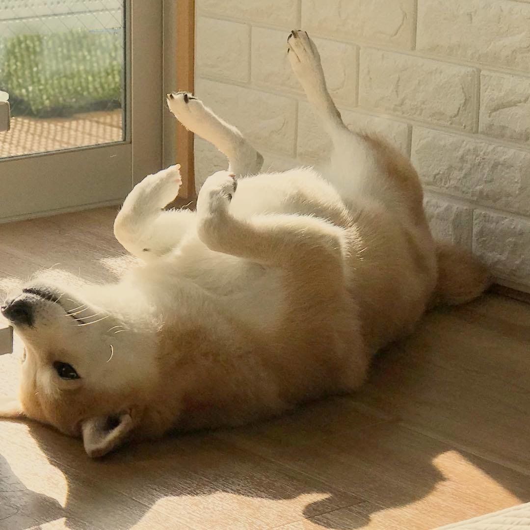 うらめしや 犬が 幽霊ポーズ をするときの心理は 獣医師監修 いぬのきもちweb Magazine