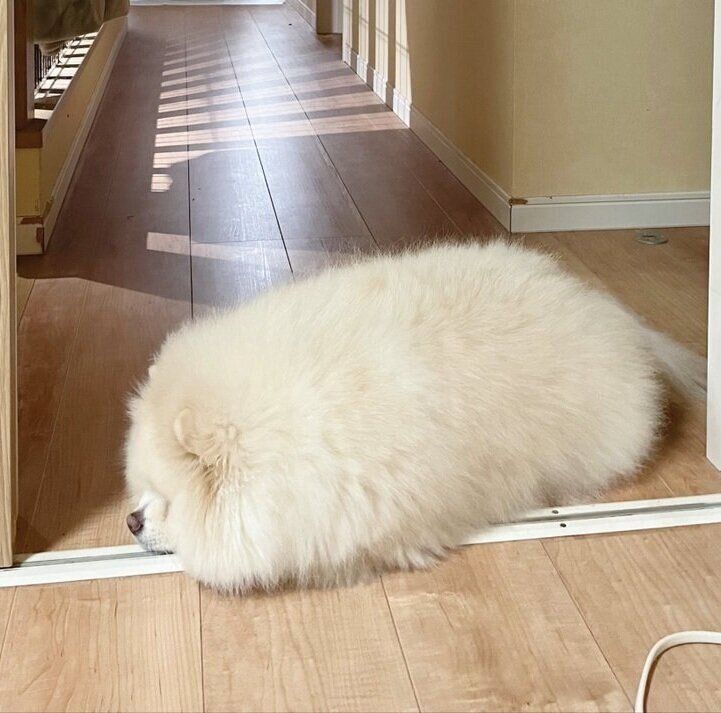 出入り口に転がるちくわくん