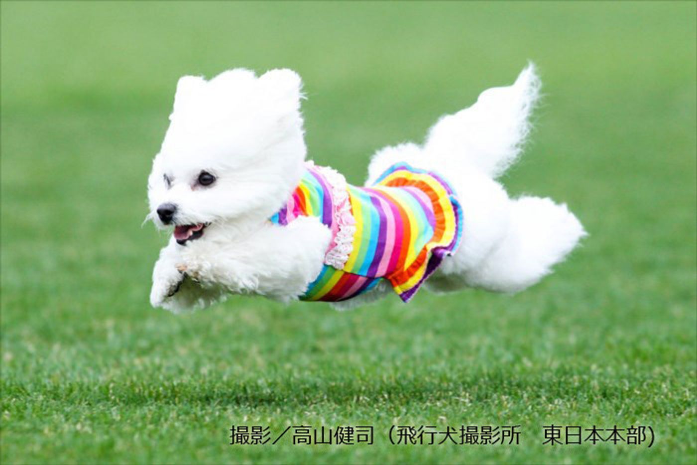 大人気の 飛行犬 誕生して大人気になるまで いぬのきもちweb Magazine 大人気の 飛行犬 誕生して大人気になるまで いぬのきもちweb Magazine