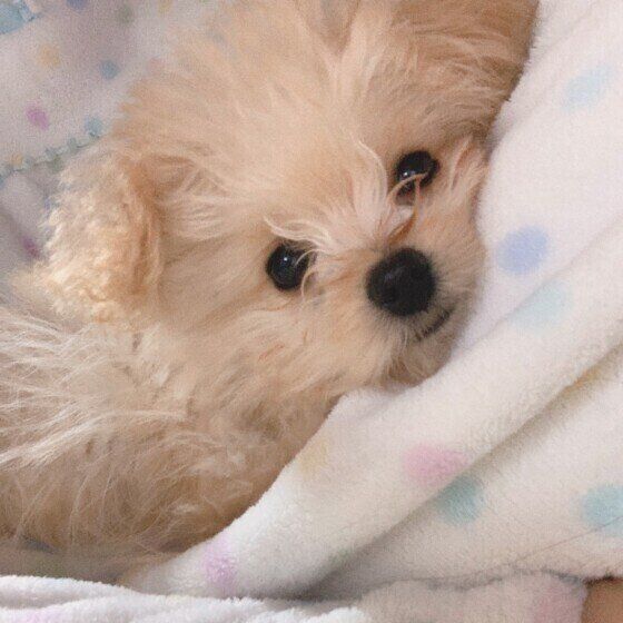 足の間にいるMIX犬