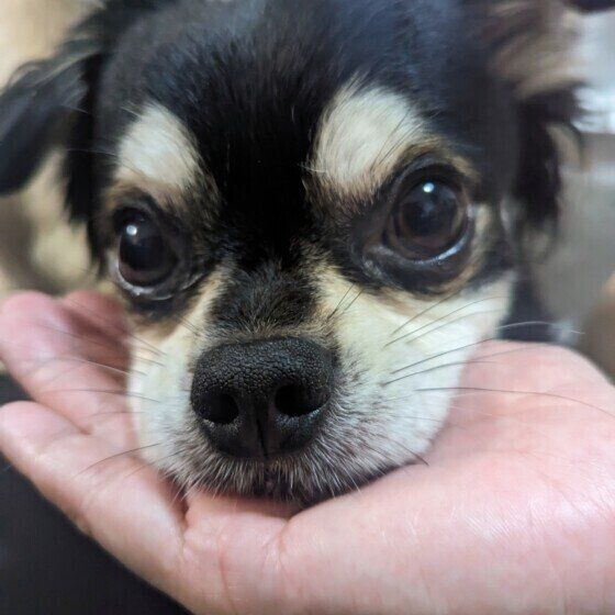 魔呂くん（チワワ）