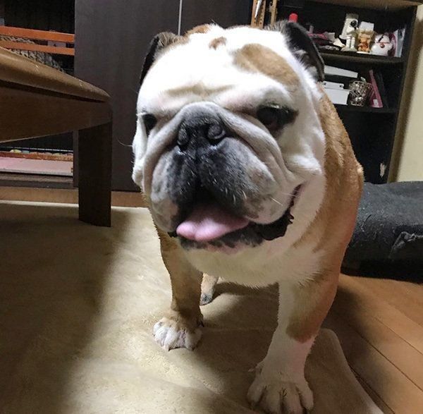 微笑むブルドッグ