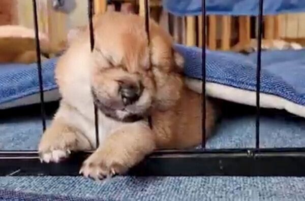 なぜそこで という場所で眠る柴の子犬 ブサカワ な寝顔に癒される人続出 いぬのきもちweb Magazine