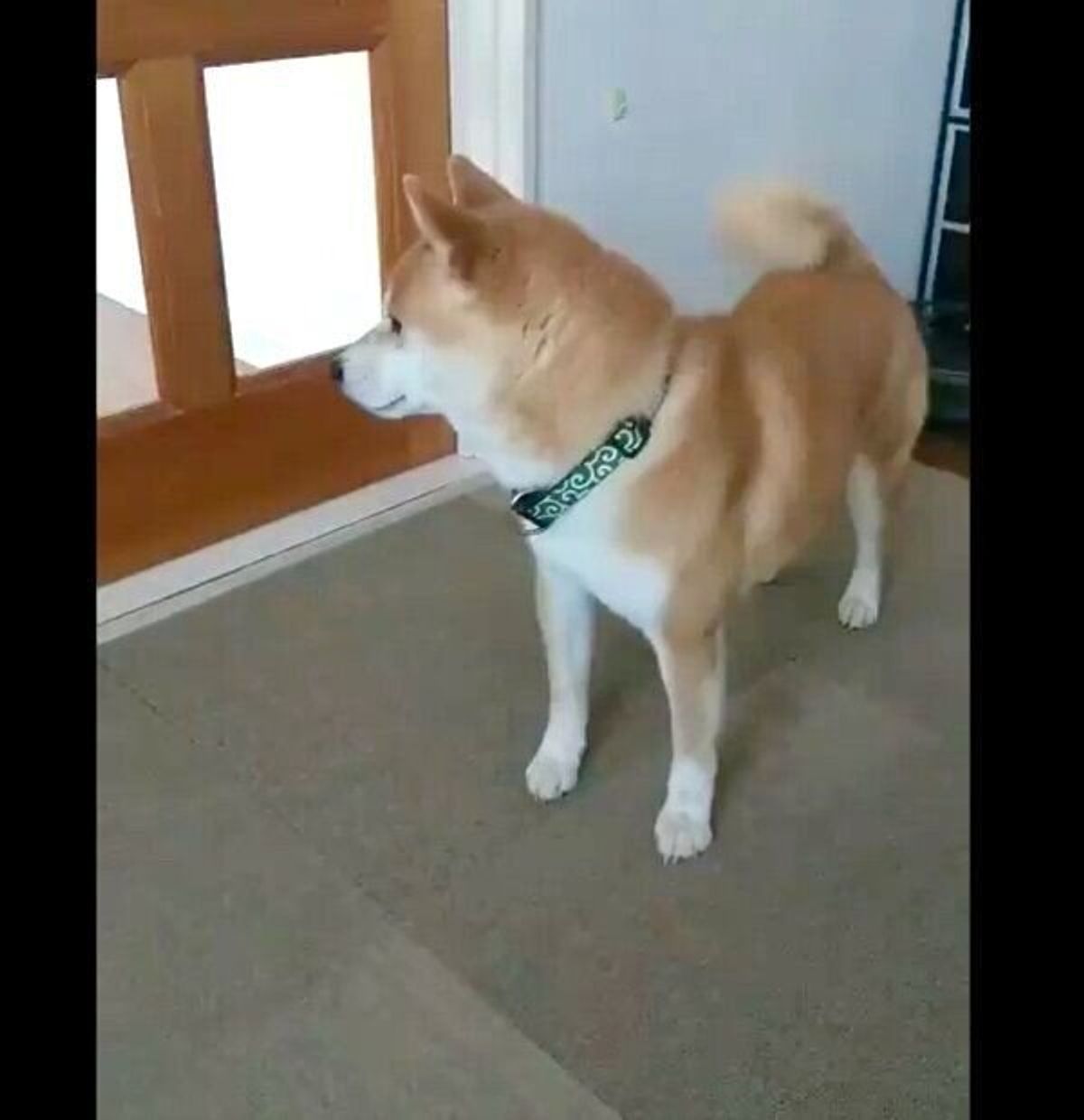 先輩犬に怒られた柴犬が見せた コミカルな姿 とは 離れて暮らす2頭の再会エピソードにもほっこり いぬのきもちweb Magazine 先輩犬に怒られた柴犬が見せた コミカルな姿 とは 離れて暮らす2頭の再会エピソードにもほっこり いぬのきもちweb Magazine