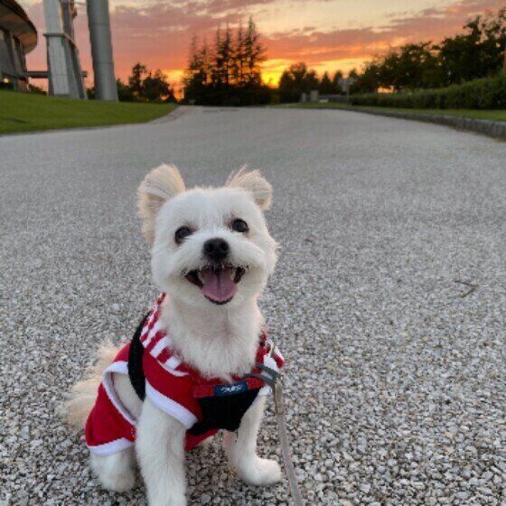 愛犬の体調不良、診察時に獣医師に伝えるとよいことは？ いぬのきもち