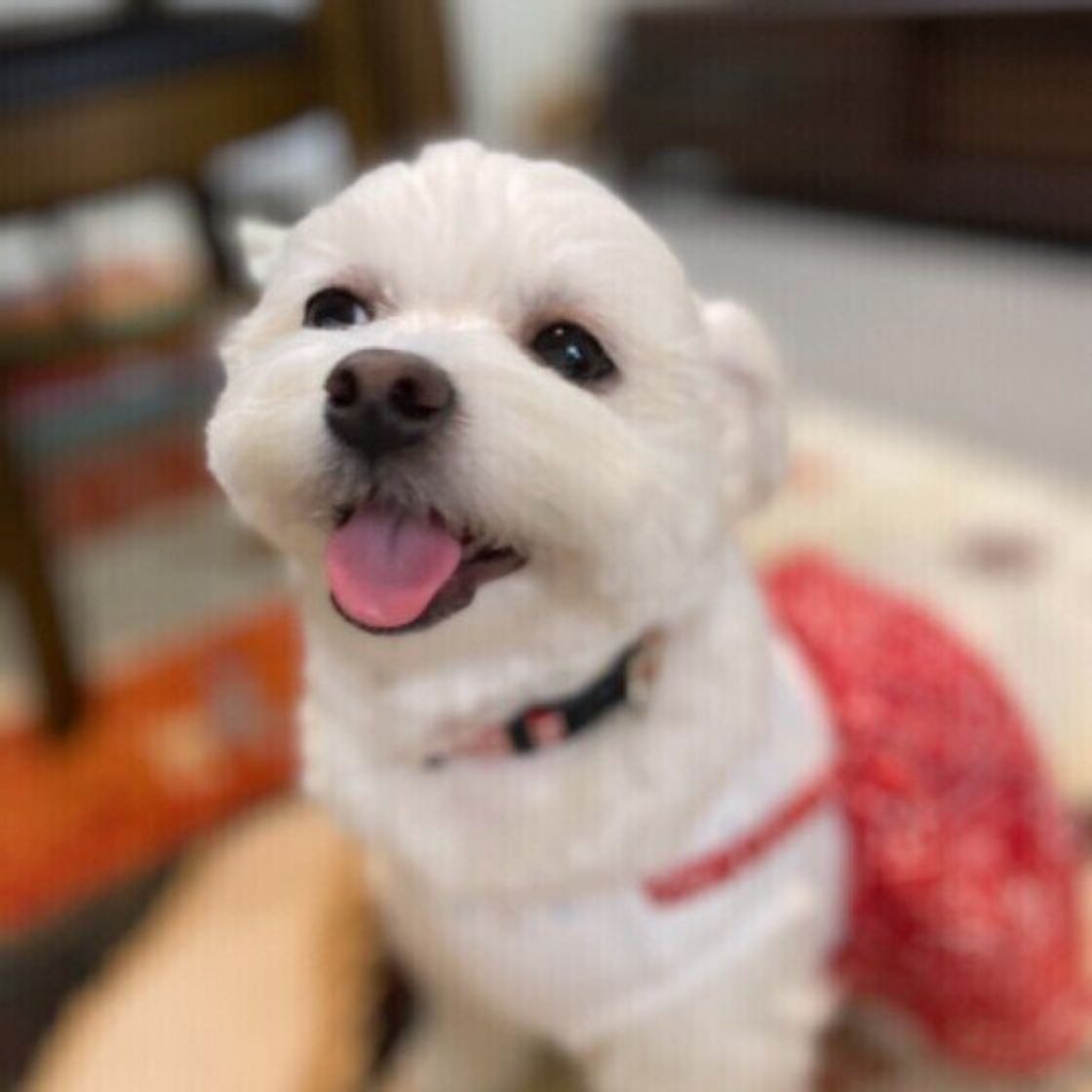 犬が飼い主に見せる 信頼 甘える しぐさ7選 いぬのきもちweb Magazine 犬が飼い主に見せる 信頼 甘える しぐさ7選 いぬのきもちweb Magazine