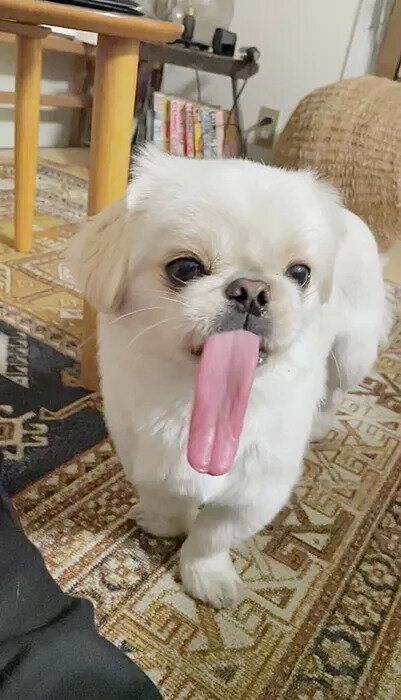 舌を出すムーチョくん