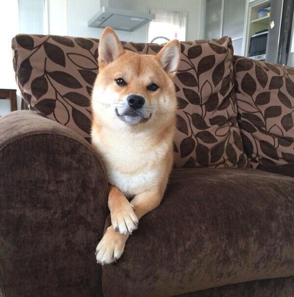 ソファでくつろぐ定春くん