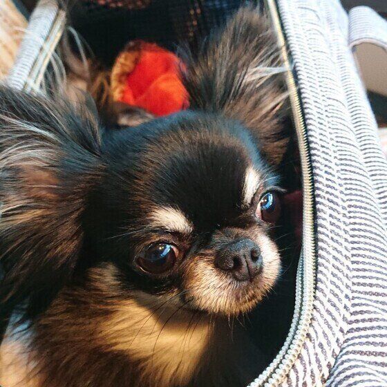 チワワのこうめちゃん