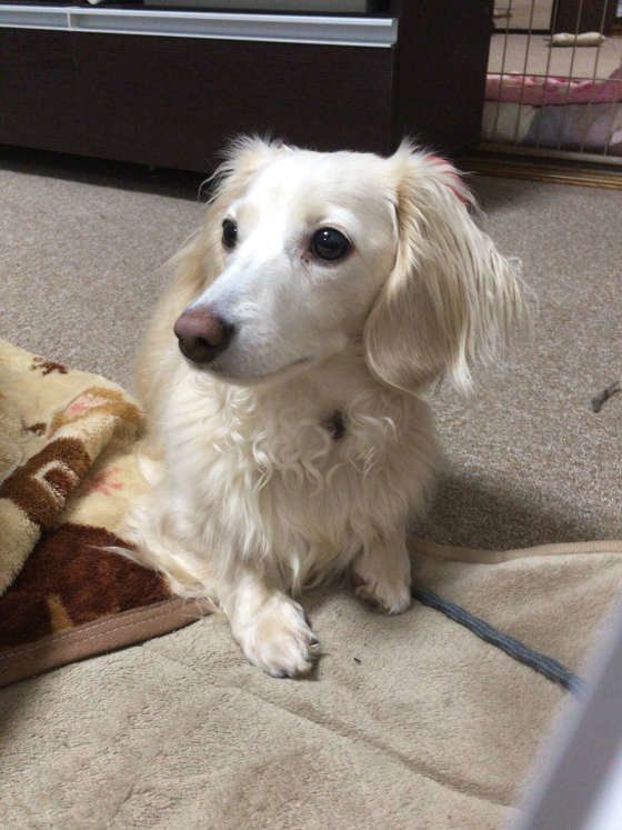 かわいいミニチュア・ダックスフンド