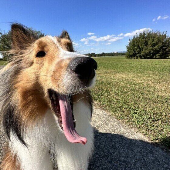 犬が人によって態度を変えることがあるのはなぜ？  いぬのきもち