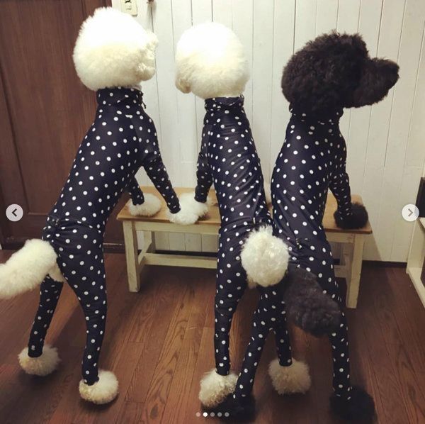 スタンダード・プードル3兄弟