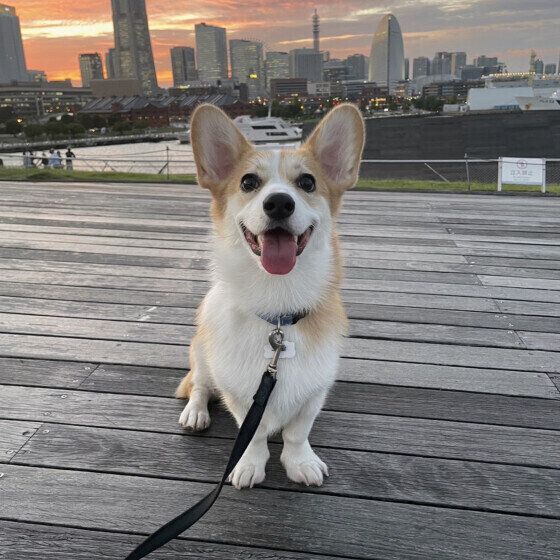 犬のよだれが多くなる理由と注意する異常なよだれとは？ いぬのきもち