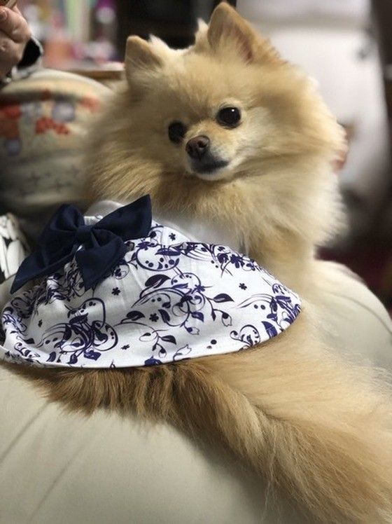 おしゃれなポメ