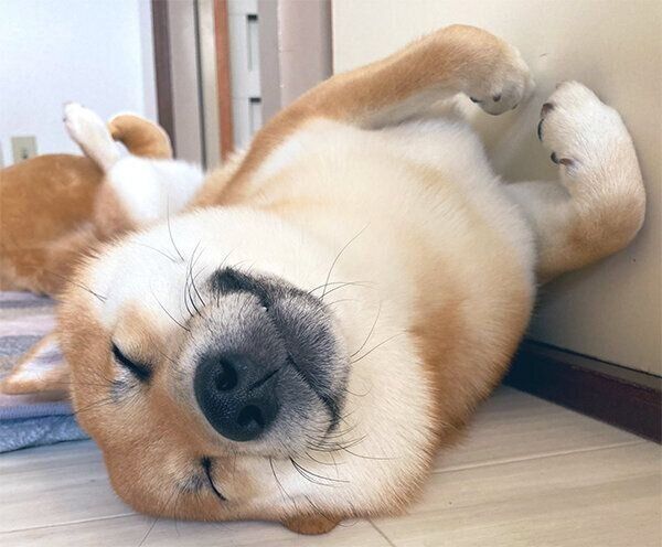 眠るふう太くん